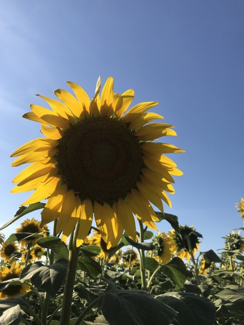 El-girasol  Tumblr