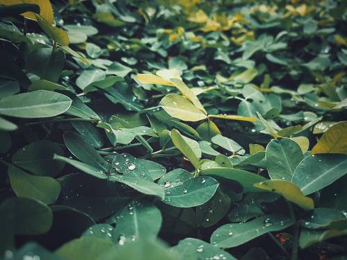 Raindrops. #photography #daily #edit #rainyday #raindrops