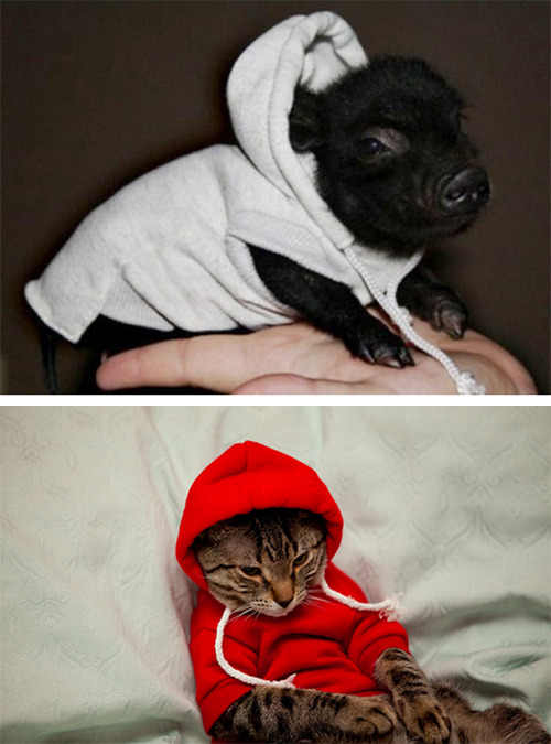 tastefullyoffensive:Animals Wearing HoodiesPreviously: Animals...