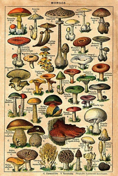 Mushroom Tattoo Tumblr