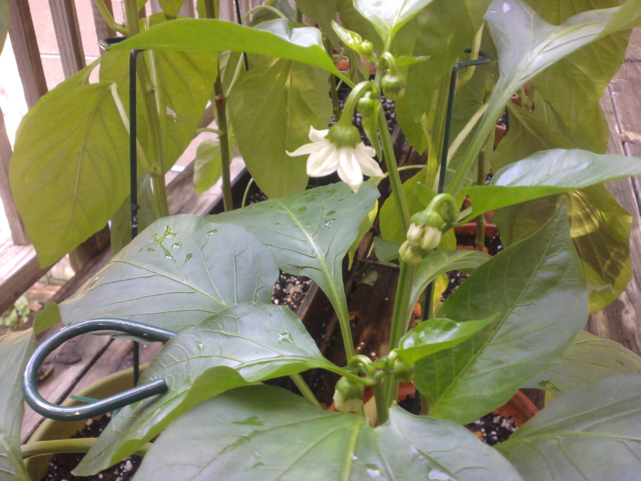 decapitated pepper blooming, October 3