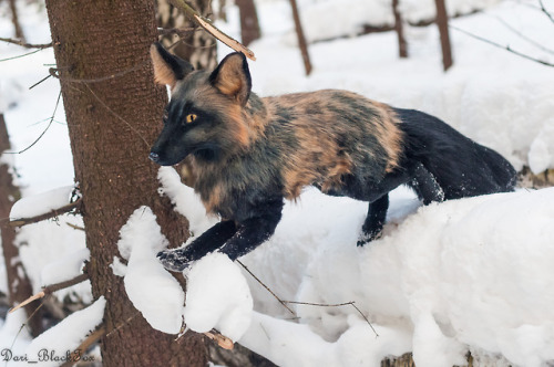 This is a Remy, completely handmade, realistic plush cross-fox...