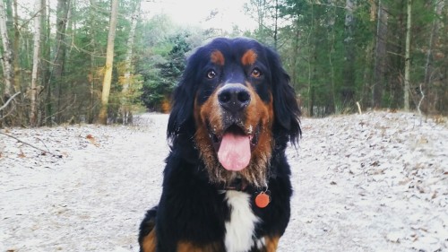 handsomedogs:Jethro my handsome one year old Bernese Mountain...