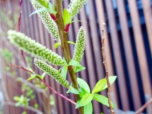 柳 frontdoor containergarden willowtree 挿し木 玄関先 プランター栽培 cuttings 新芽 newshoots