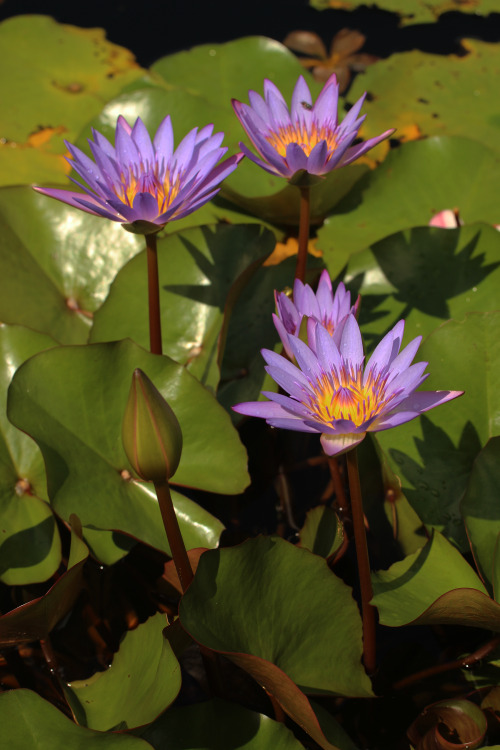 Nymphaea caerulea known primarily as blue lotus (or blue...