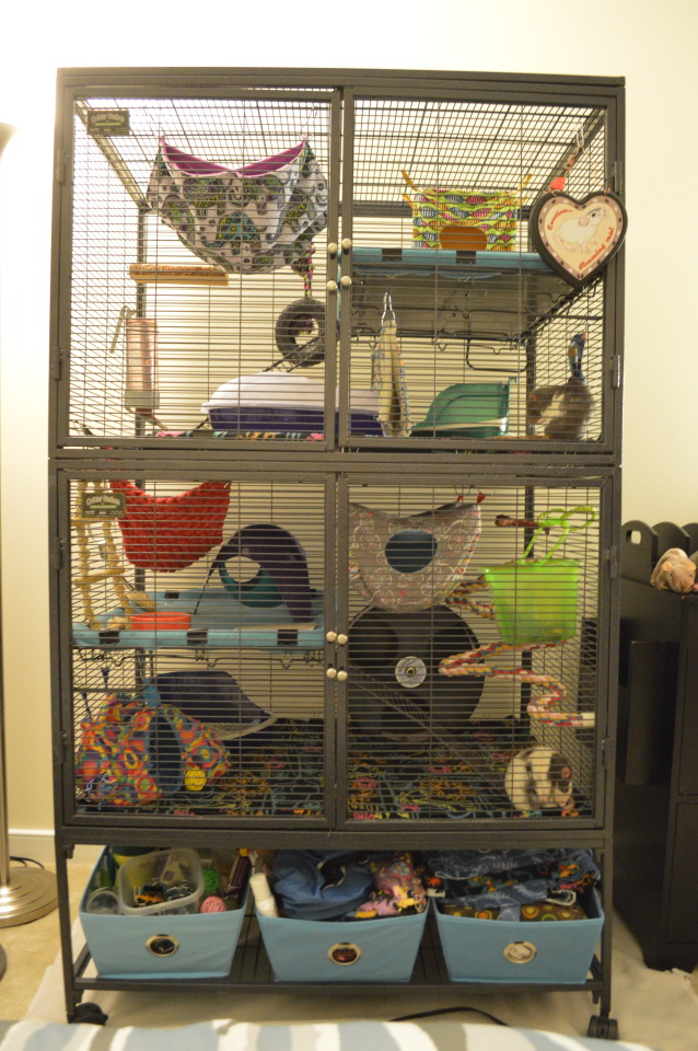 Mischief Managed: The rat cage is all set up in the new apartment!!