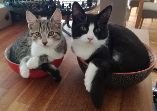 world-of-cats:bassanio and legolas, the boys in bowls