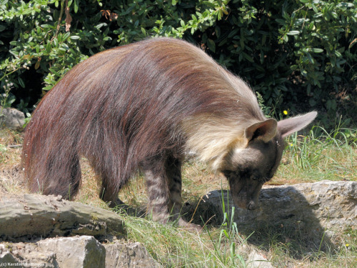 luffik:I just discovered that brown hyenas exist and I am...