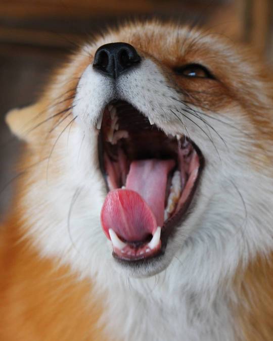 *Fox roar* Vincent the Fox