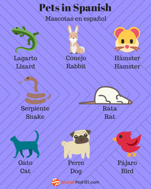 Learn Spanish - SpanishPod101.com — What kinds of pets do you have? Try