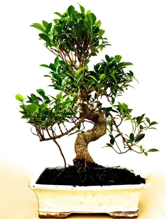 Herons Bonsai — Ficus Tree | Bonsai Tree