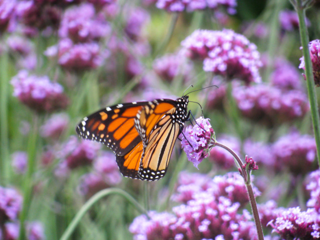 Monarchs and Milkweed by Anurag Agrawal