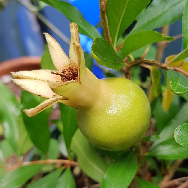 pomegranate tree on Tumblr