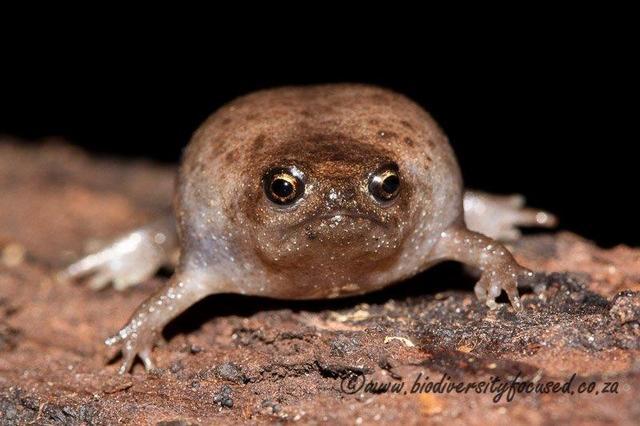 A Young Black Rain Frog [breviceps Fuscus] - Toadschooled!