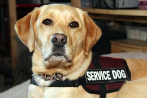 bossyheifer:September is National Service Dog Awareness...