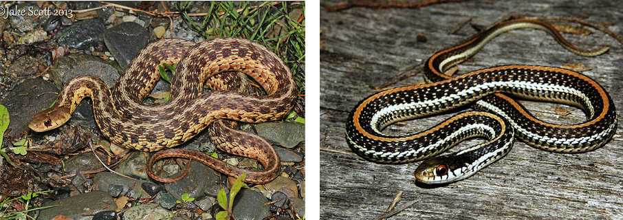 Reptile Facts Fyanimaldiversity Common Garter Snake