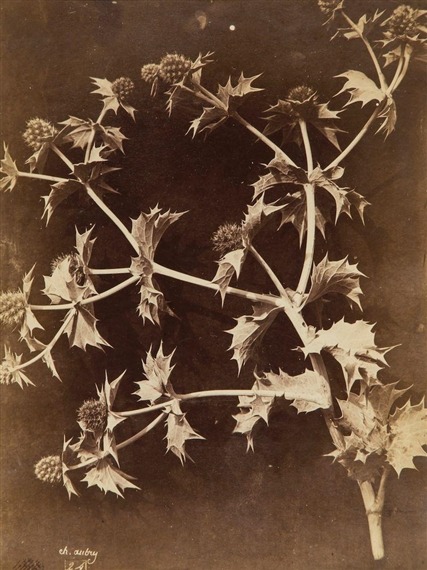 dame-de-pique:Charles Hippolyte Aubry - Thistles, 1860s