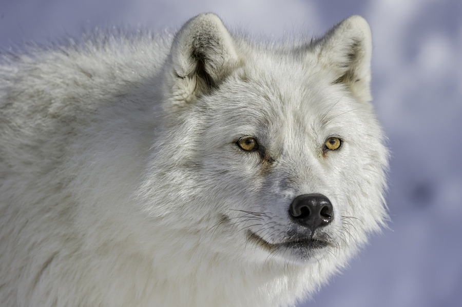 her-wolf:
“Wild eyes by Daniel Parent ”