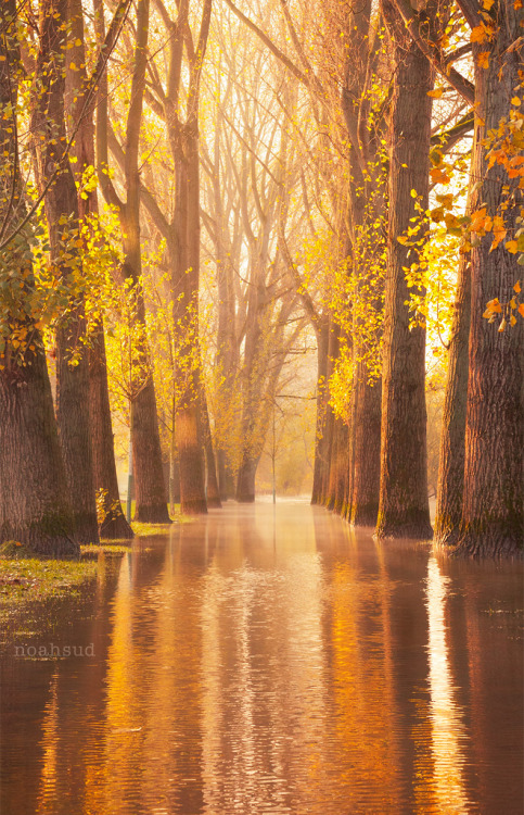 coiour-my-world:Waltzing Wood by NoahSudCologne, Germany