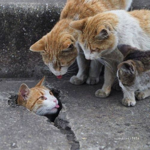 lifeofcynch:Some cats