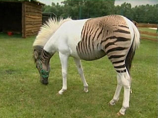 some zebroid ( half horse half zebra ) looks like... - ☣ ☢ イモ ⛓