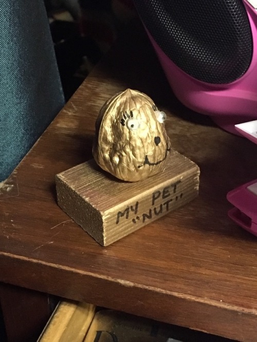 submission thrifting thrift finds taxidermy dead things