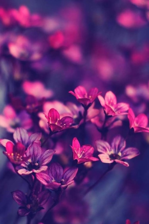 hipsterboho:flowers