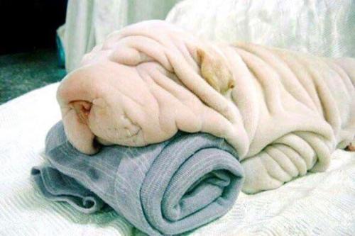 awwcutepets:A pile of towels