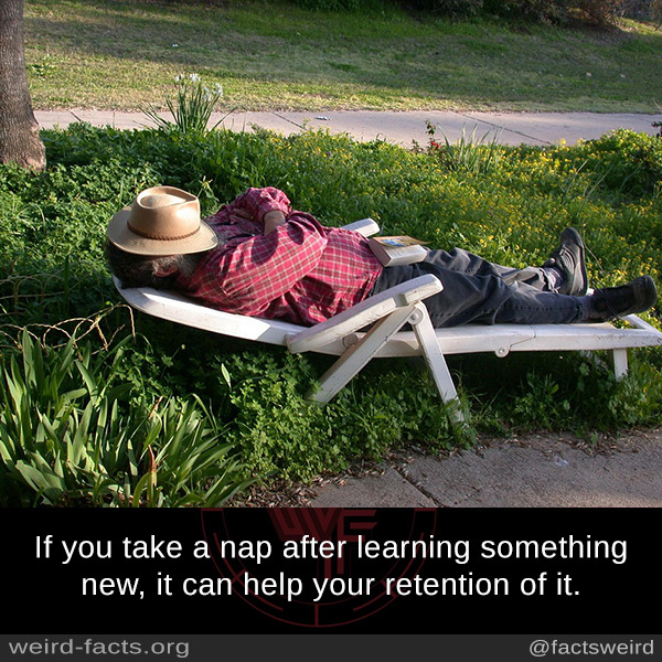 Weird Facts — If you take a nap after learning something new, it...