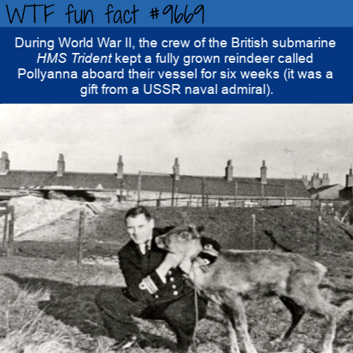 During World War II, the crew of the British submarine HMS Trident kept a fully grown reindeer called Pollyanna aboard their vessel for six weeks (it was a gift from a USSR naval admiral).