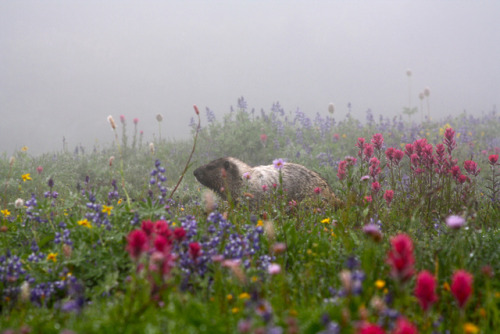 90377:Mt Rainier, Washington State by Filemon & Mickey