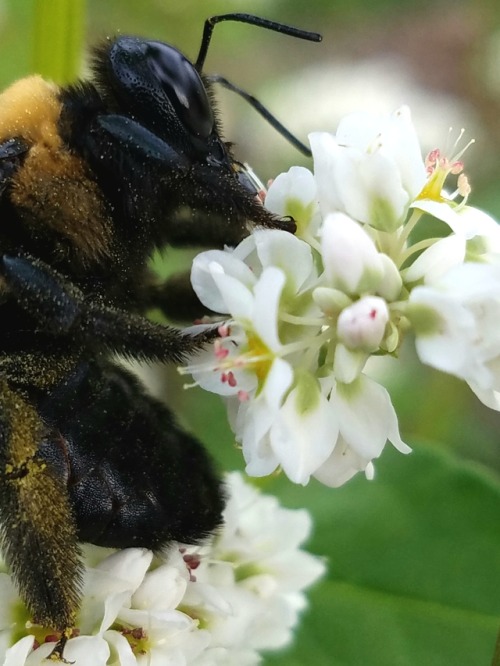 theatomscombined:Bothered some bees in the garden today. They...