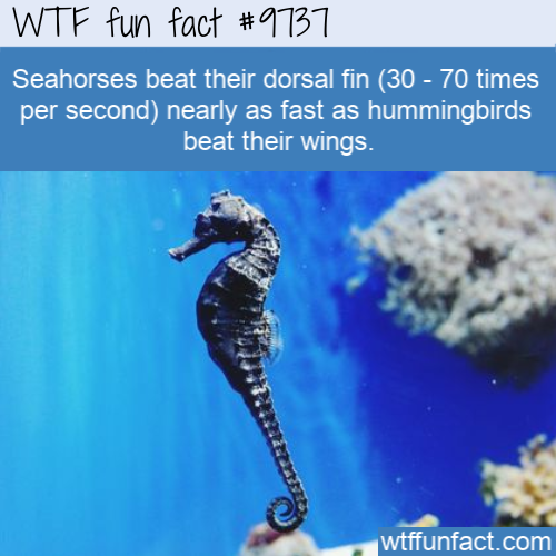 Amazing Random Fact: Seahorses beat their dorsal fin (30 - 70 times per second) nearly as fast as hummingbirds beat their wings.
