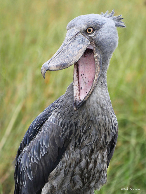 shoebill stork sounds