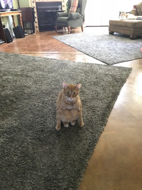 catsuggest:why he Sit like That?