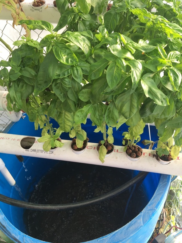 Backyard aquaponics; raising catfish in a barrel...