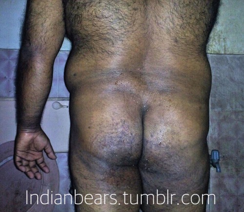 indianbears:Probably the only dedicated INDIAN BEARS blog in...