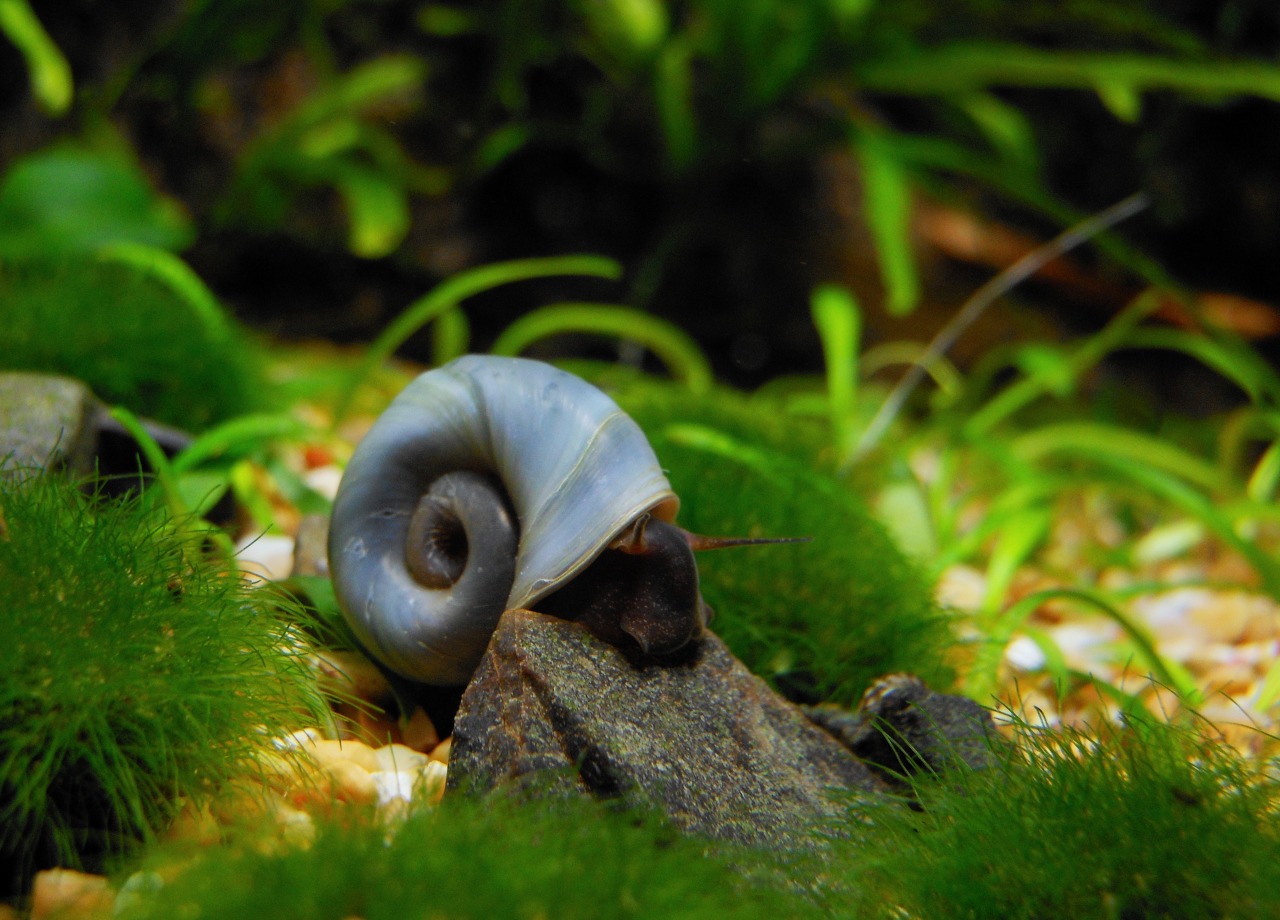 Planorbarius Corneus ‘Blue’ - Blue Ramshorn Snail - My Corner