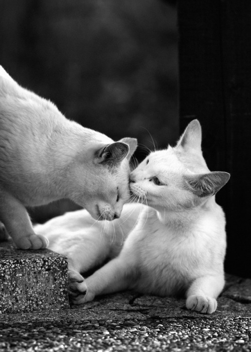 fujiwara57:“Les chats dans les rues de Tōkyō 東京“ deIkeguchi...