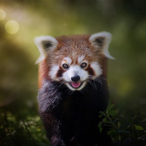 red panda on Tumblr