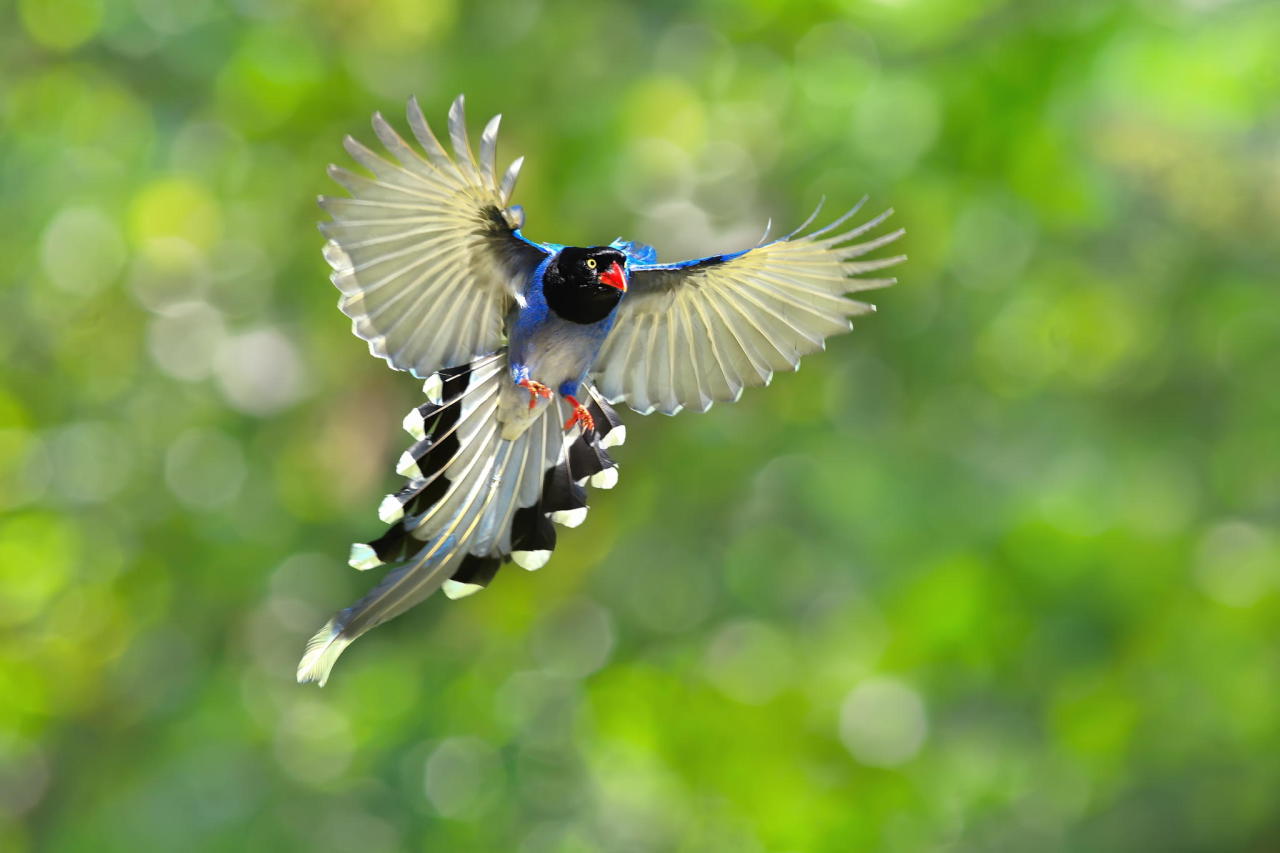 newt in the throat - fairy-wren: (via 500px / Flying Solo by Sue...