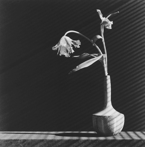 agelessphotography:Parrot Tulip, Robert Mapplethorpe,...