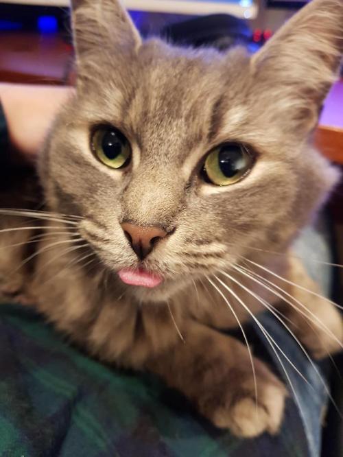 Daily Blep