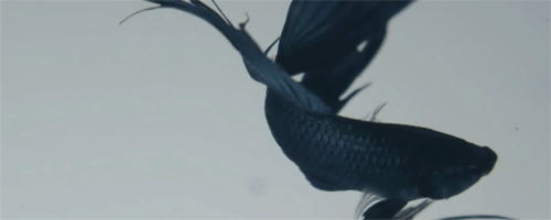 https://66.media.tumblr.com/cfa8efff6d00b0eec4ec9bfc7b312593/tumblr_ncb802mm2t1rwpo57o1_500.gif