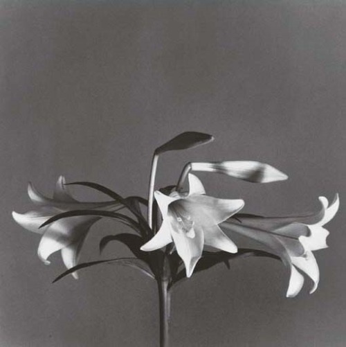 zzzze:Robert MapplethorpeEaster Lilies , 1979 / Orchids ,...