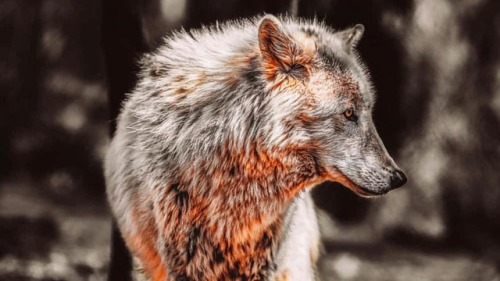 worldofwolvesofficial:~ By Dylan Colon ~#wolves...