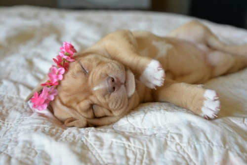 sleeping pitbull puppy | Tumblr