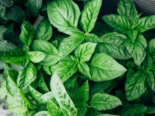 savorytoothgirl:Creamy Cashew Pesto with Homegrown Basil