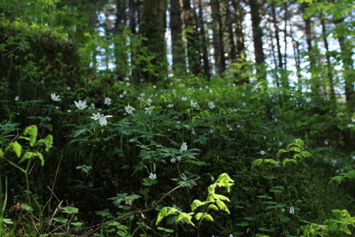 my photography forest forest photography nature nature photography original photographers original photography