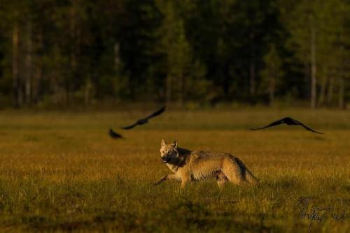 wolveswolves:ByAsgeir Westgård